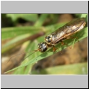 Pamphiliidae sp ~ Cephalcia sp - Blattwespe 01a 11mm.jpg